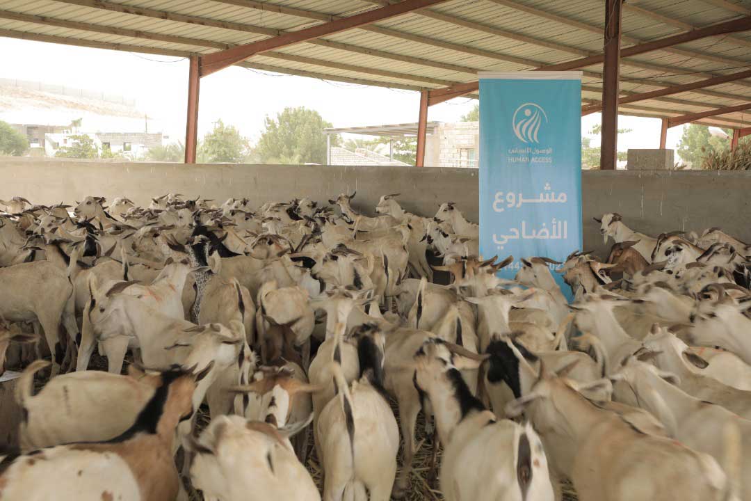 Head of HUMAN ACCESS: Over 586,000 beneficiaries of the Qurban Project in 1444AH
