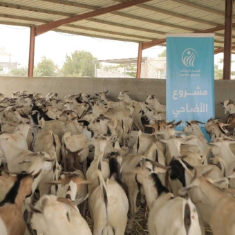 Head of HUMAN ACCESS: Over 586,000 beneficiaries of the Qurban Project in 1444AH